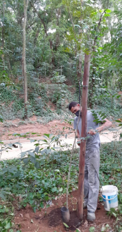 plantio-no-horto-do-fonseca