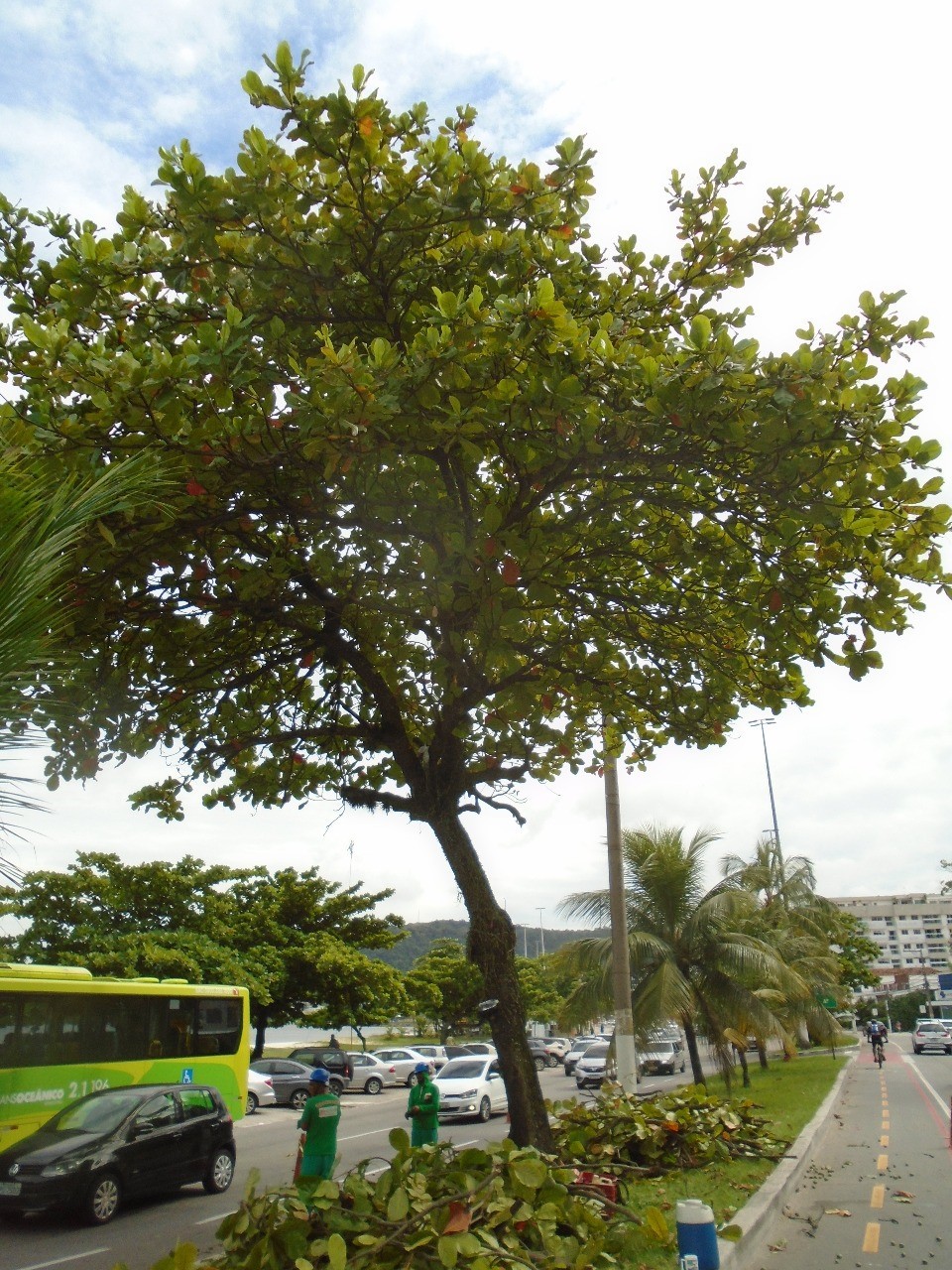 AÇÕES EQUIPES DE ARBORIZAÇÃO URBANA DIA 10/02/2020