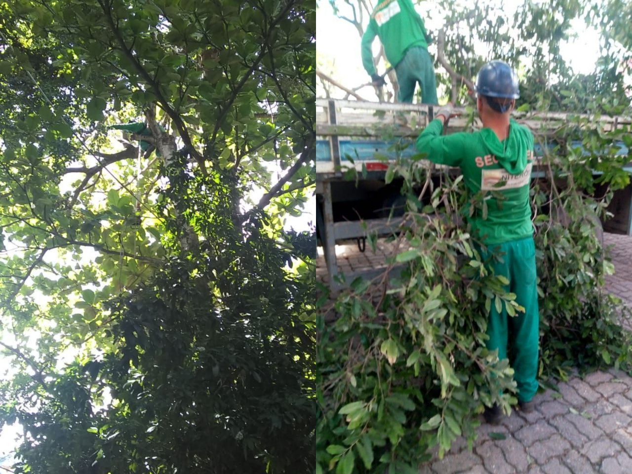 AÇÕES EQUIPES DE ARBORIZAÇÃO URBANA DIA 24/11/2020