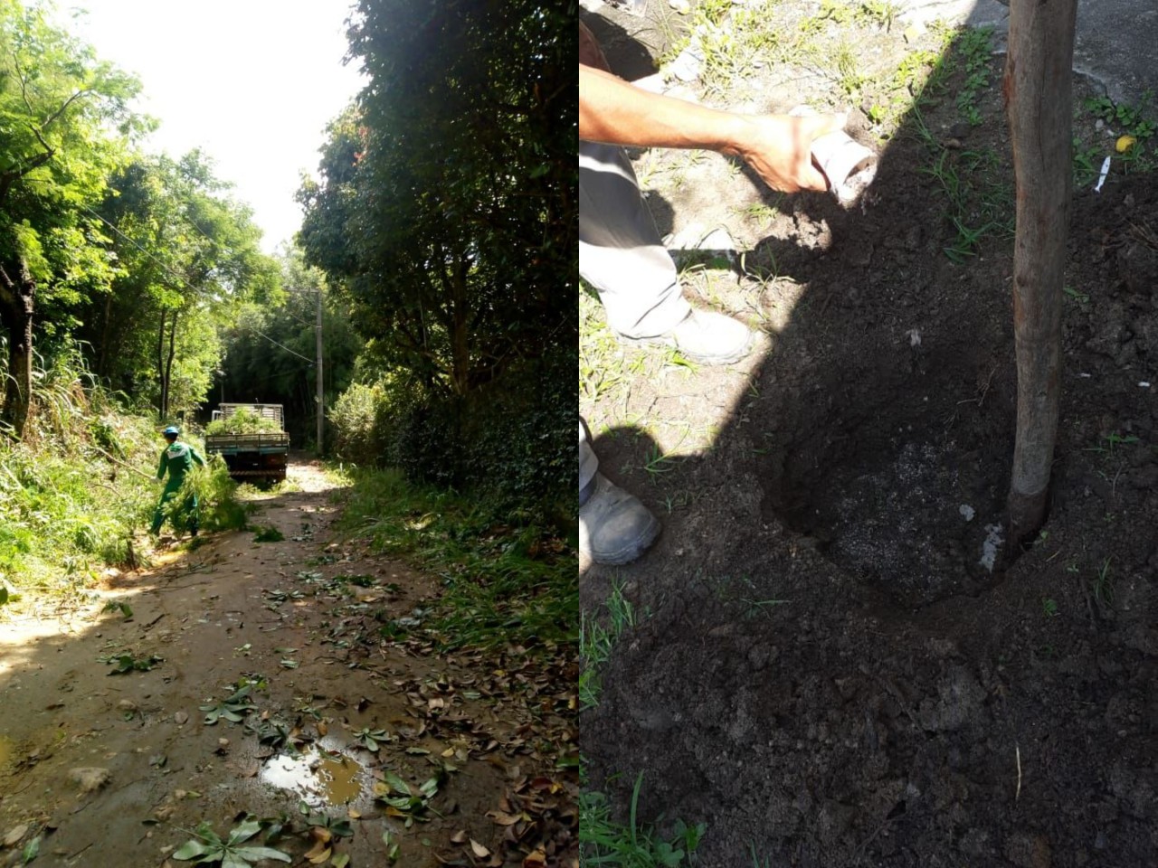 arborizao-04-01-2021