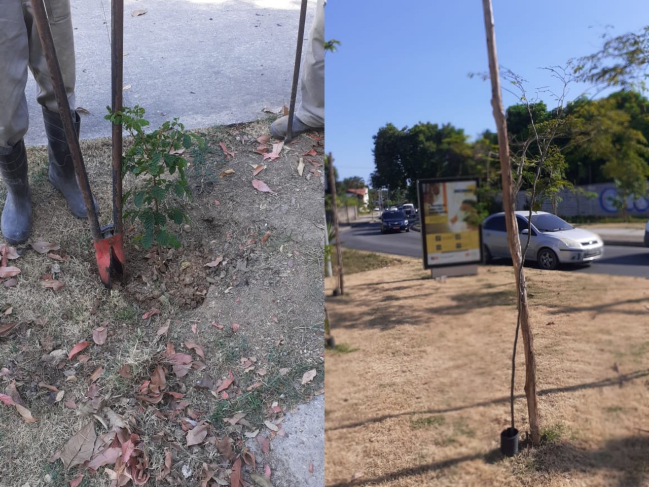 arborizao-02-02-2021