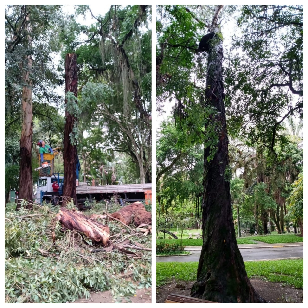 AÇÕES EQUIPES DE ARBORIZAÇÃO URBANA DIA 20/10/2021