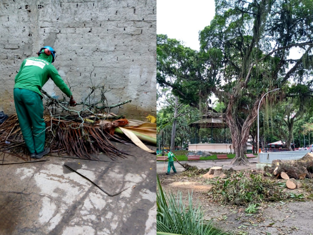 Ações das equipes de Arborização Urbana (25/10/2021)