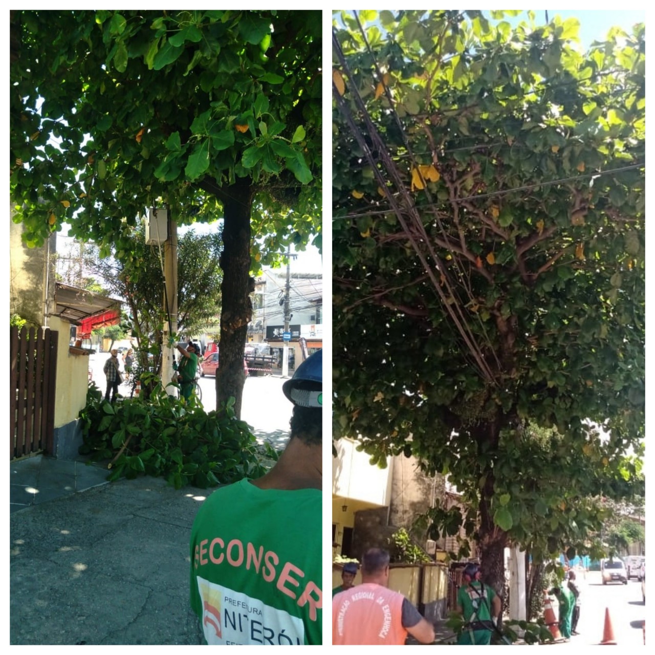 AÇÕES EQUIPES DE ARBORIZAÇÃO URBANA DIA 20/12/2021
