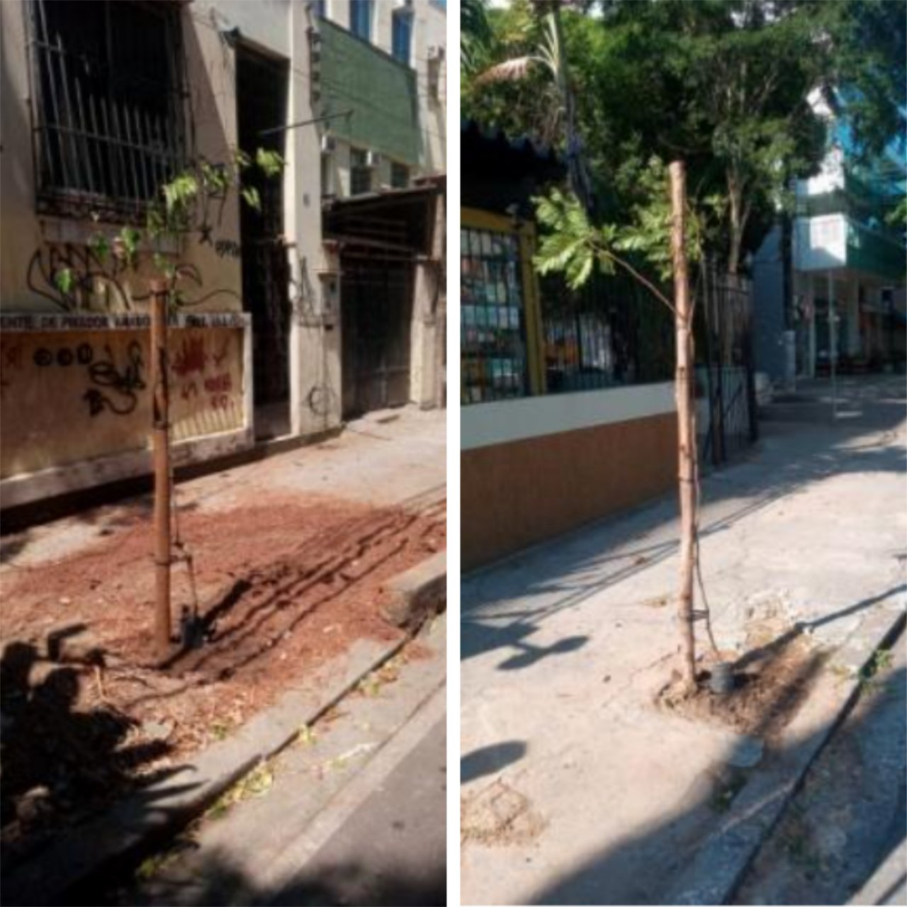 AÇÕES EQUIPES ARBORIZAÇÃO URBANA 03/03/2022