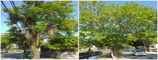 AÇÕES EQUIPES DE ARBORIZAÇÃO URBANA DIA 30/03/2022