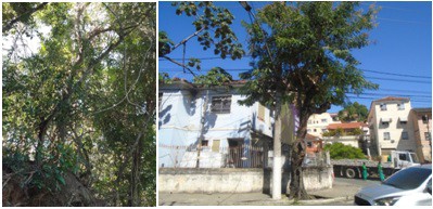 AÇÕES EQUIPES DE ARBORIZAÇÃO URBANA DIA 27/04/2022