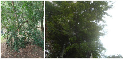 AÇÕES EQUIPES DE ARBORIZAÇÃO URBANA DIA 02/05/2022