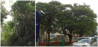 AÇÕES EQUIPES DE ARBORIZAÇÃO URBANA DIA 12/05/2022