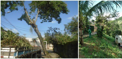 AÇÕES EQUIPES DE ARBORIZAÇÃO URBANA DIA 17/05/2022