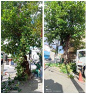 AÇÕES EQUIPES DE ARBORIZAÇÃO URBANA DIA 19/05/2022