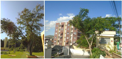 AÇÕES EQUIPES DE ARBORIZAÇÃO URBANA DIA 24/05/2022