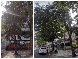 AÇÕES EQUIPES DE ARBORIZAÇÃO URBANA DIA 02/06/2022