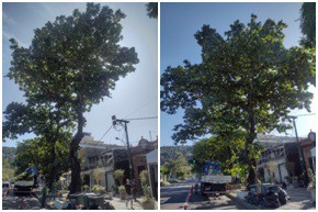 AÇÕES EQUIPES DE ARBORIZAÇÃO URBANA DIA 06/06/2022