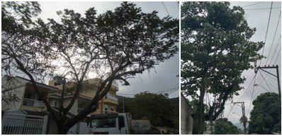 AÇÕES EQUIPES DE ARBORIZAÇÃO URBANA DIA 14/06/2022