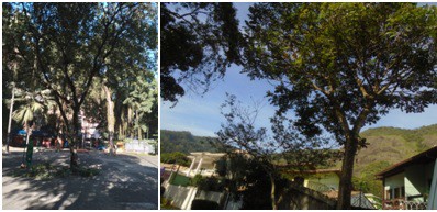 AÇÕES EQUIPES DE ARBORIZAÇÃO URBANA DIAS 24, 25 E 26/06/2022