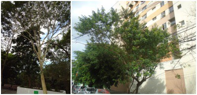 AÇÕES EQUIPES DE ARBORIZAÇÃO URBANA DIA 30/06/2022