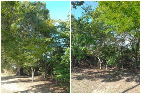 AÇÕES EQUIPES DE ARBORIZAÇÃO URBANA DIA 05/07/2022
