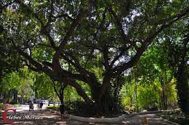 arvore-campo-de-so-bento