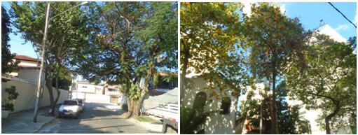 AÇÕES EQUIPES DE ARBORIZAÇÃO URBANA DIA 21/07/2022