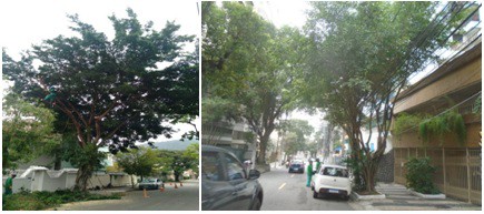 AÇÕES EQUIPES DE ARBORIZAÇÃO URBANA DIA 08/08/2022