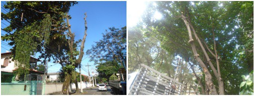 AÇÕES EQUIPES DE ARBORIZAÇÃO URBANA DIA 22/08/2022