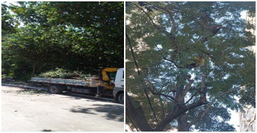 AÇÕES EQUIPES DE ARBORIZAÇÃO URBANA DIAS 26, 27 E 28/08/2022