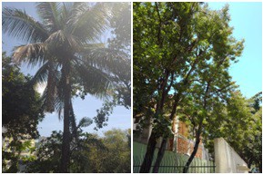 AÇÕES EQUIPES DE ARBORIZAÇÃO URBANA DIAS 18, 19 E 20/11/2022