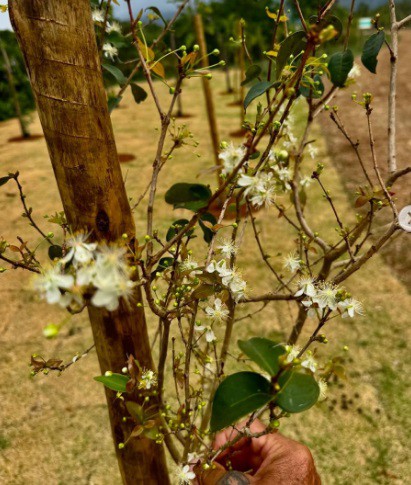 pomar-em-piratinga-n