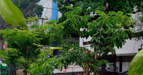 renovar-para-florescer